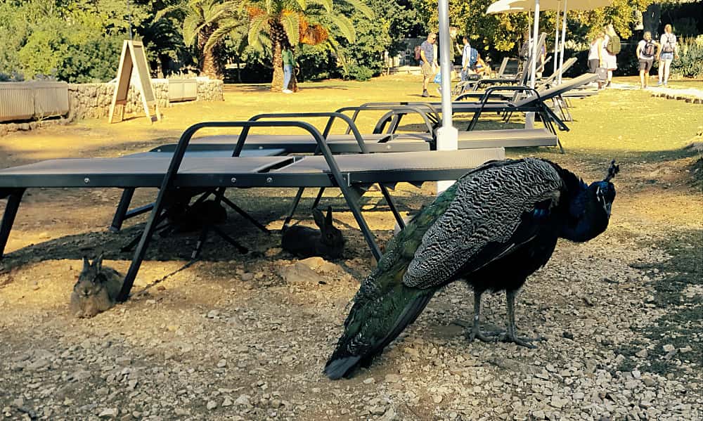 Transat avec des lapins et un paon sur l'île de Otok Lukrum