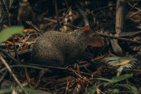 Les fascinants agoutis du Costa Rica: protecteurs de l'écosystème